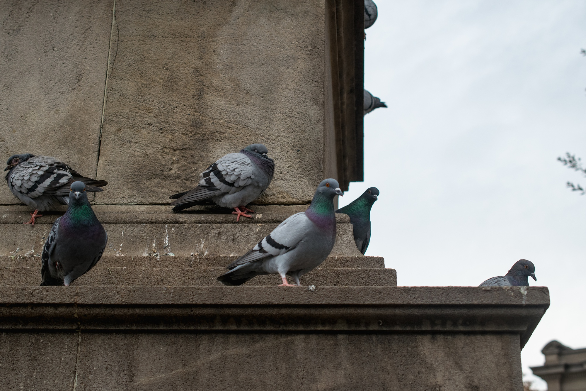 Control de Aves en Leganés