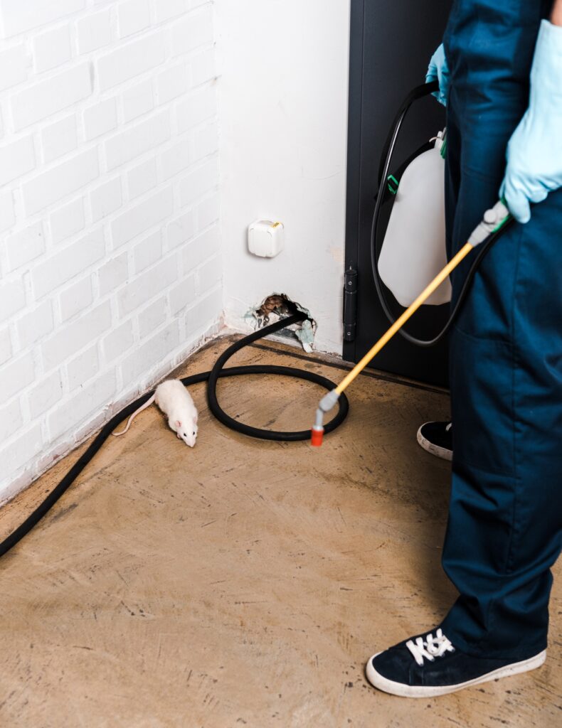cropped view of exterminator standing near brick wall and rat