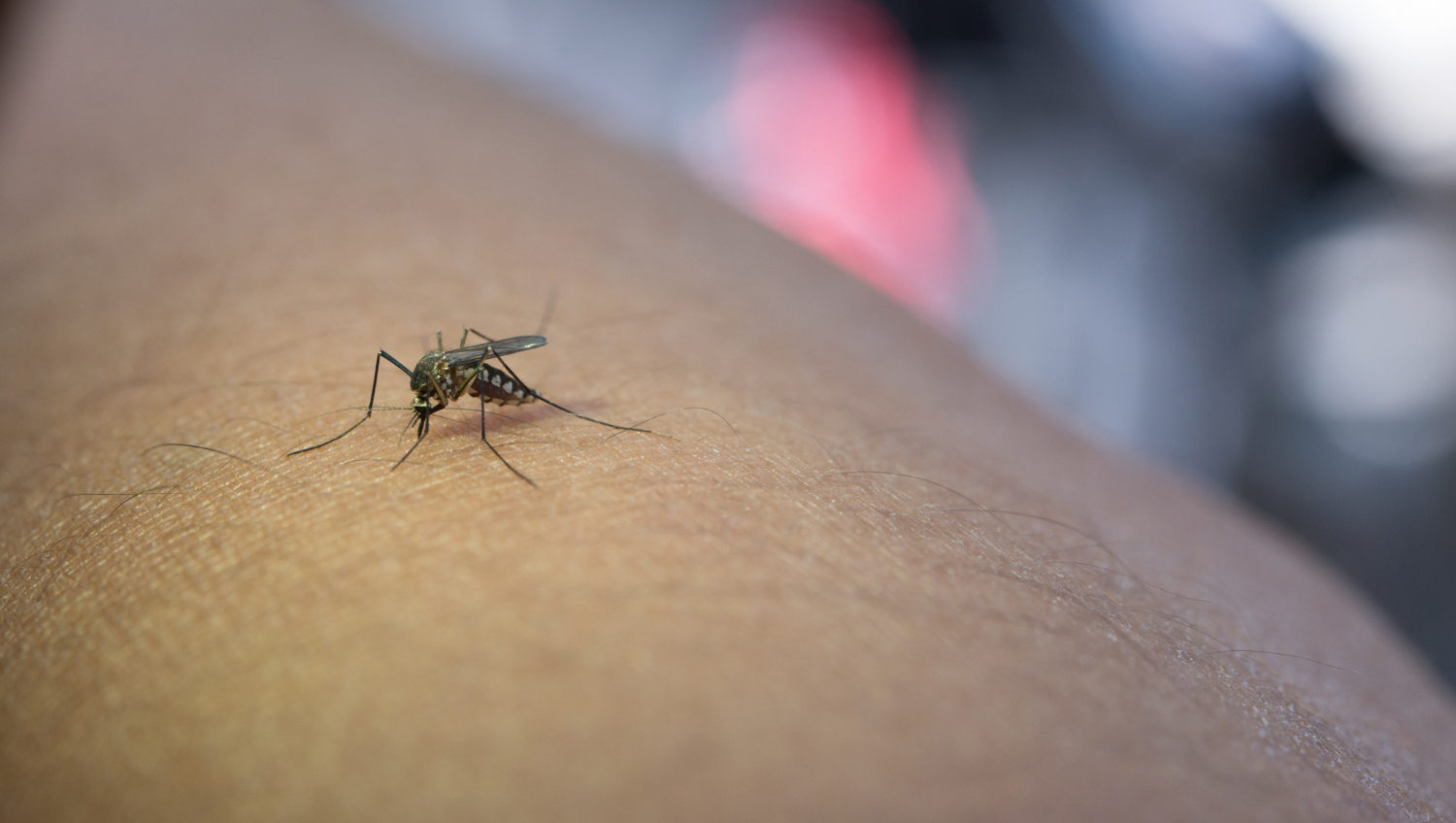 Control de Mosquitos